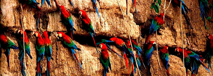 Parrots of San Martin