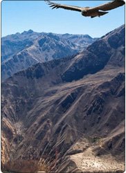 Arequipa and Colca Canyon