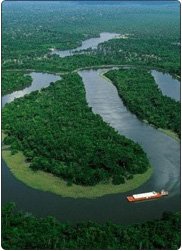 Amazonian Rainforest