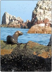 Pisco and The Ballestes Islands